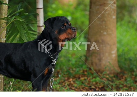 Purebred Black Rottweiler Dog Standing Outdoors in Green Lawn Garden Purebred Black Rottweiler Dog Standing Outdoors in Green Lawn Garden 142851557