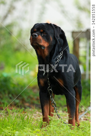 Purebred Black Rottweiler Dog Standing Outdoors in Green Lawn Garden 142851558