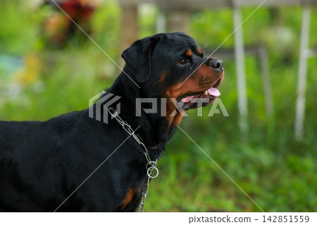 Purebred Black Rottweiler Dog Standing Outdoors in Green Lawn Garden Purebred Black Rottweiler Dog Standing Outdoors in Green Lawn Garden 142851559