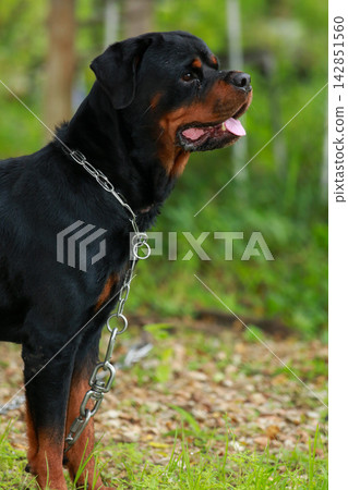 Purebred Black Rottweiler Dog Standing Outdoors in Green Lawn Garden 142851560