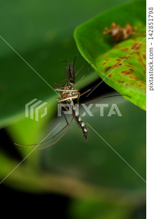 Macro Photography of Male Mosquito Resting on Green Leaf Outdoors Macro Photography of Male Mosquito Resting on Green Leaf Outdoors 142851798