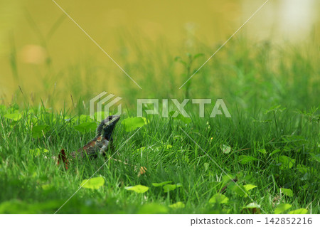 Blue-crested Lizard Indo-Chinese Forest Lizard Climbing Tree and Resting in Lawn 142852216