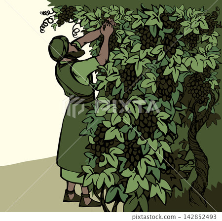 Vector drawing. Workers in the vineyard Vector drawing. Workers in the vineyard 142852493