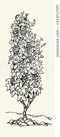 Vector drawing. Grape in the vineyard Vector drawing. Grape in the vineyard 142852495
