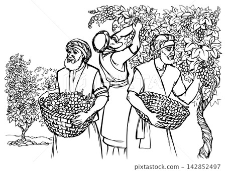 Vector drawing. Workers in the vineyard Vector drawing. Workers in the vineyard 142852497