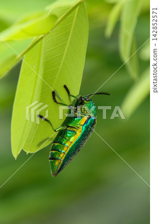 Macro Photography of Metallic Jewel Beetle Clinging to Green Leaf Macro Photography of Metallic Jewel Beetle Clinging to Green Leaf 142852571