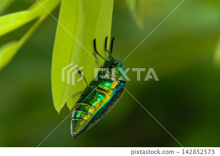 Macro Photography of Metallic Jewel Beetle Clinging to Green Leaf Macro Photography of Metallic Jewel Beetle Clinging to Green Leaf 142852573