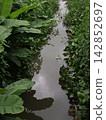 Narrow Water Canal Through Tropical Banana Leaves 142852697