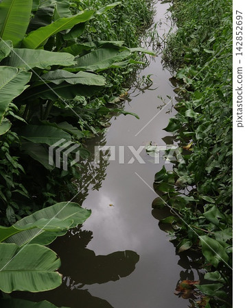 Narrow Water Canal Through Tropical Banana Leaves 142852697
