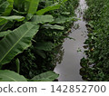 Tropical Irrigation Canal Lined With Green Leaves 142852700