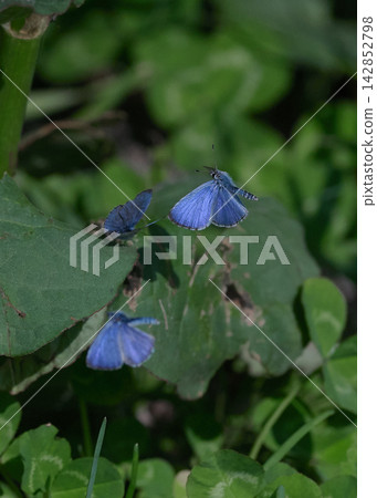Vladoid Midorishigimi Vladoid Midorishigimi 142852798