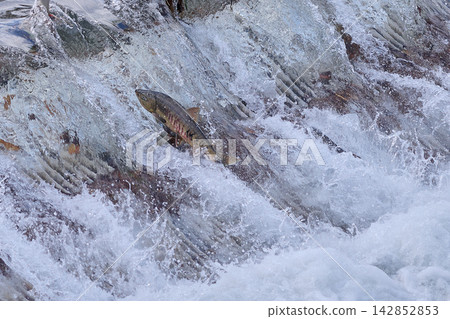 Salmon swimming upstream jumping Salmon swimming upstream jumping 142852853