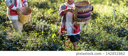 A local tea picker gathers fresh leaves by hand in a sunlit plantation. Authentic rural imagery highlights sustainable farming and ethical harvest. A local tea picker gathers fresh leaves by hand in a sunlit plantation. Authentic rural imagery highlights sustainable farming and ethical harvest. 142852862