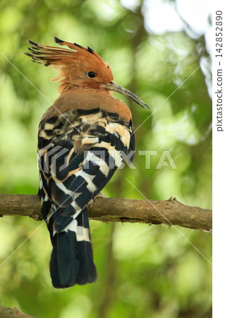 Eurasian Hoopoe Bird Perched on Tree Branch in Natural Green Background Eurasian Hoopoe Bird Perched on Tree Branch in Natural Green Background 142852890