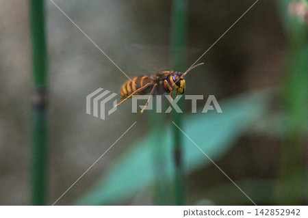 Hornet, Giant hornet Hornet, Giant hornet 142852942