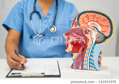 Asian doctor with half head and neck with vessels model. Asian doctor with half head and neck with vessels model. 142852976
