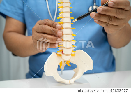 Doctor with lumbar vertebra bone skeleton and nerve model for treatment in the orthopedic department. Doctor with lumbar vertebra bone skeleton and nerve model for treatment in the orthopedic department. 142852977
