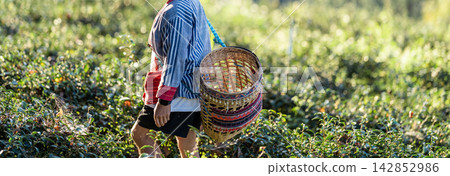 A tourist in northern Thai dress holds a wicker basket while exploring a tea plantation. Rural scenery promotes cultural travel and farm tourism. A tourist in northern Thai dress holds a wicker basket while exploring a tea plantation. Rural scenery promotes cultural travel and farm tourism. 142852986
