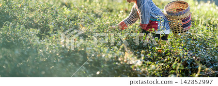 Fresh tea leaves create a natural banner for beverage and product content. Open space supports branding for green, black, white, oolong, and herbal tea. Fresh tea leaves create a natural banner for beverage and product content. Open space supports branding for green, black, white, oolong, and herbal tea. 142852997