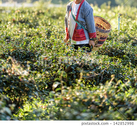 Fresh tea leaves create a natural banner for beverage and product content. Open space supports branding for green, black, white, oolong, and herbal tea. 142852998