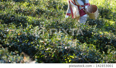 Fresh tea leaves create a natural banner for beverage and product content. Open space supports branding for green, black, white, oolong, and herbal tea. Fresh tea leaves create a natural banner for beverage and product content. Open space supports branding for green, black, white, oolong, and herbal tea. 142853001
