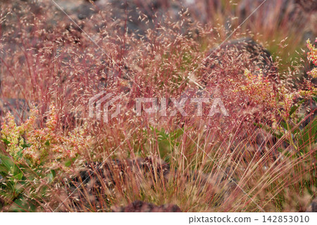 日本芒草（Miscanthus sinensis）*產地：淺間山 142853010