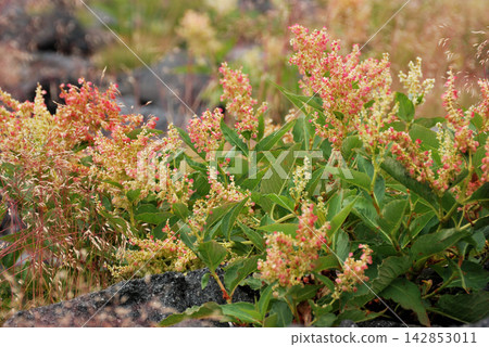 虎杖(Polygonum cuspidatum,又稱日本虎杖)*產地:淺間山 虎杖(Polygonum cuspidatum,又稱日本虎杖)*產地:淺間山 142853011
