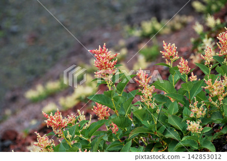 虎杖(Polygonum cuspidatum,又稱日本虎杖)*產地:淺間山 虎杖(Polygonum cuspidatum,又稱日本虎杖)*產地:淺間山 142853012