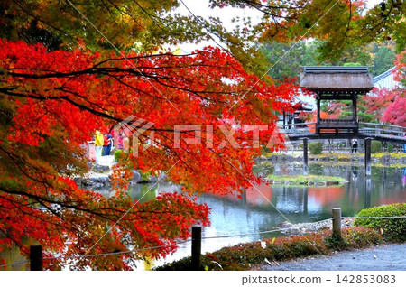永保寺池塘中倒映著武塞橋和秋葉的景色。 永保寺池塘中倒映著武塞橋和秋葉的景色。 142853083