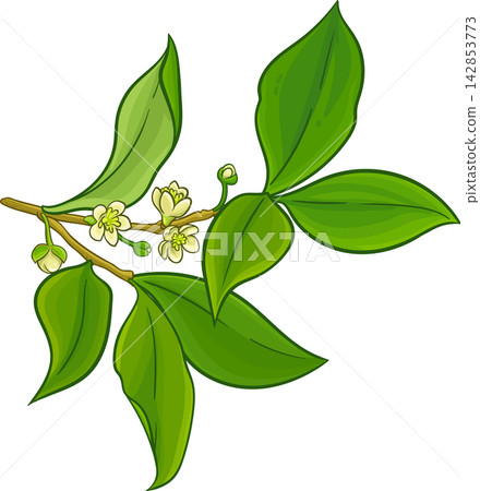 Laurel Branch Colored Detailed Illustration Laurel Branch Colored Detailed Illustration 142853773