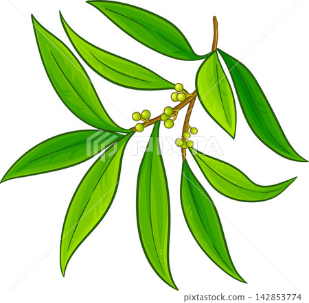 Litsea Cubeba Branches Colored Illustration Litsea Cubeba Branches Colored Illustration 142853774