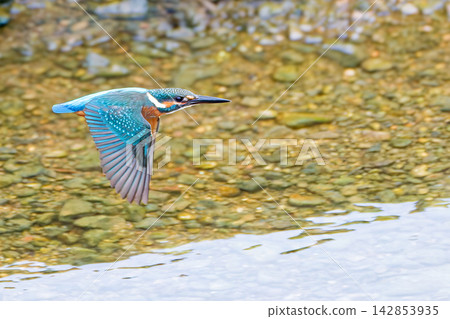 A male kingfisher soaring over the water's surface. A male kingfisher soaring over the water's surface. 142853935