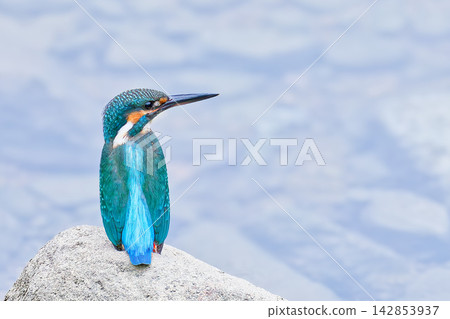 A kingfisher that stands out with its cobalt blue color. A kingfisher that stands out with its cobalt blue color. 142853937