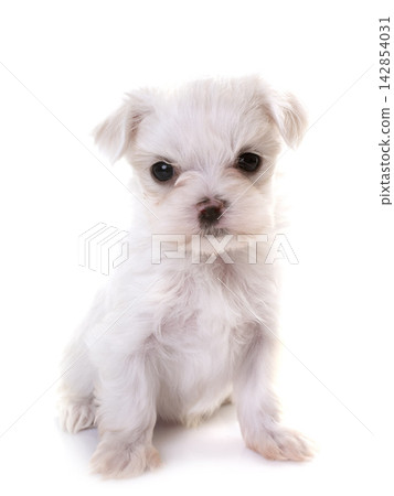 Bichon Frise in studio Bichon Frise in studio 142854031