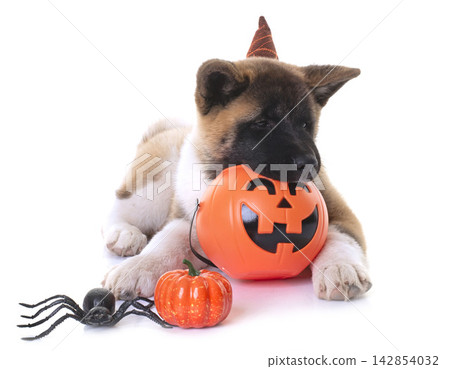 amerikan akita and halloween amerikan akita and halloween 142854032
