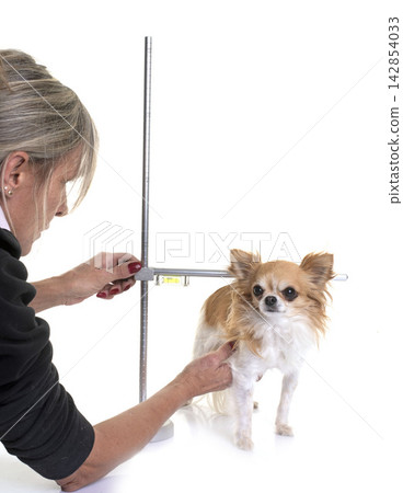 woman and chihuahua measuring woman and chihuahua measuring 142854033