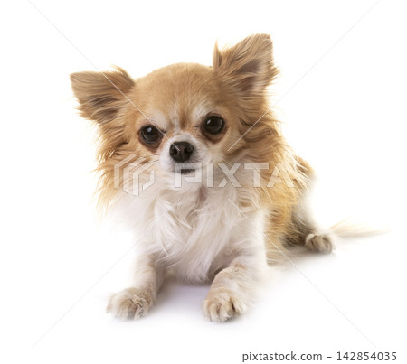 chihuahua in studio chihuahua in studio 142854035
