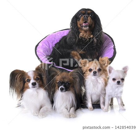 cavalier king charles, papillons and chihuahuas cavalier king charles, papillons and chihuahuas 142854039