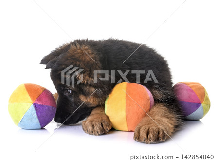 puppy german shepherd puppy german shepherd 142854040