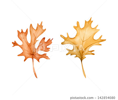 Cute Maple leaves. Autumn plants Watercolor hand drawn floral illustration isolated on white background orange yellow pastel tones for fall design home textile cozy prints porcelain crockery package Cute Maple leaves. Autumn plants Watercolor hand drawn floral illustration isolated on white background orange yellow pastel tones for fall design home textile cozy prints porcelain crockery package 142854080
