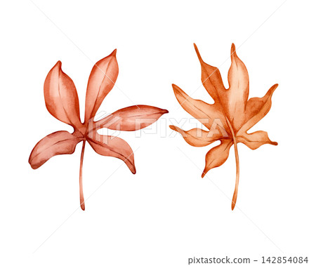 Cute Chestnut Maple leaves. Autumn plants Watercolor hand drawn floral illustration isolated on white background orange red pastel tones for fall design home textile cozy prints porcelain crockery Cute Chestnut Maple leaves. Autumn plants Watercolor hand drawn floral illustration isolated on white background orange red pastel tones for fall design home textile cozy prints porcelain crockery 142854084
