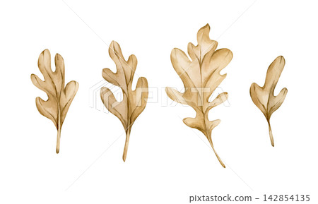 Cute Oak leaves. Autumn plants Watercolor hand drawn floral illustration isolated on white background beige pastel tones whimsical boho fall design home textile cozy prints porcelain crockery package Cute Oak leaves. Autumn plants Watercolor hand drawn floral illustration isolated on white background beige pastel tones whimsical boho fall design home textile cozy prints porcelain crockery package 142854135