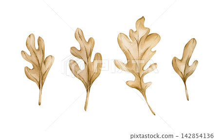Cute Oak leaves. Autumn plants Watercolor hand drawn floral illustration isolated on white background beige pastel tones whimsical boho fall design home textile cozy prints porcelain crockery package Cute Oak leaves. Autumn plants Watercolor hand drawn floral illustration isolated on white background beige pastel tones whimsical boho fall design home textile cozy prints porcelain crockery package 142854136