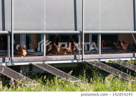 Free-range chickens at a modern eco-friendly poultry house. Healthy, non-GMO food 142854245