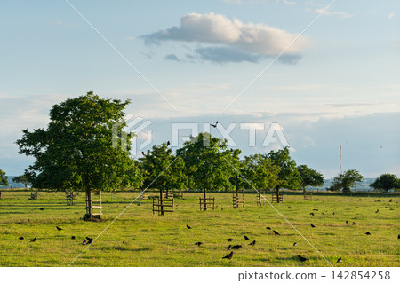 Green countryside meadow with young trees and birds under a dramatic cloudy sky during warm evening sunlight Green countryside meadow with young trees and birds under a dramatic cloudy sky during warm evening sunlight 142854258