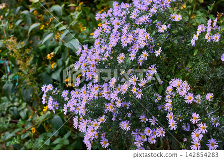 October sky family bush of purple cute aster in garden October sky family bush of purple cute aster in garden 142854283