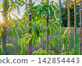 Fresh green leaves wrapped around rusty iron bars during golden hour in a peaceful outdoor setting Fresh green leaves wrapped around rusty iron bars during golden hour in a peaceful outdoor setting 142854443