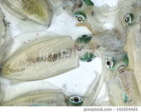 Fresh schools of bigfin reef squid: Exceptionally fresh ingredients, squid fishing catch, and live seafood. Fresh schools of bigfin reef squid: Exceptionally fresh ingredients, squid fishing catch, and live seafood. 142854488
