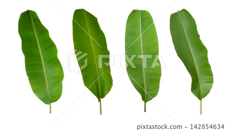 Banana green leaf tropical plant isolated on white background. 142854634