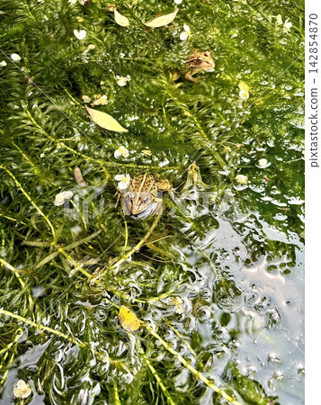 Two frogs side-by-side by a waterside where aquatic plants are in bloom (biotope, Japanese pond frog, aquatic plants, nature, ecosystem material) Two frogs side-by-side by a waterside where aquatic plants are in bloom (biotope, Japanese pond frog, aquatic plants, nature, ecosystem material) 142854870
